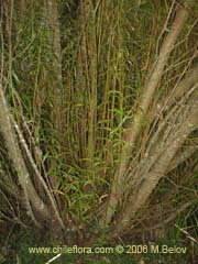 Image of Salix viminalis (Sauce mimbre)